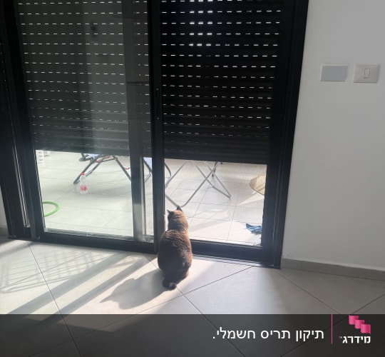 חתול יושב ליד תריסים סגורים בבית.